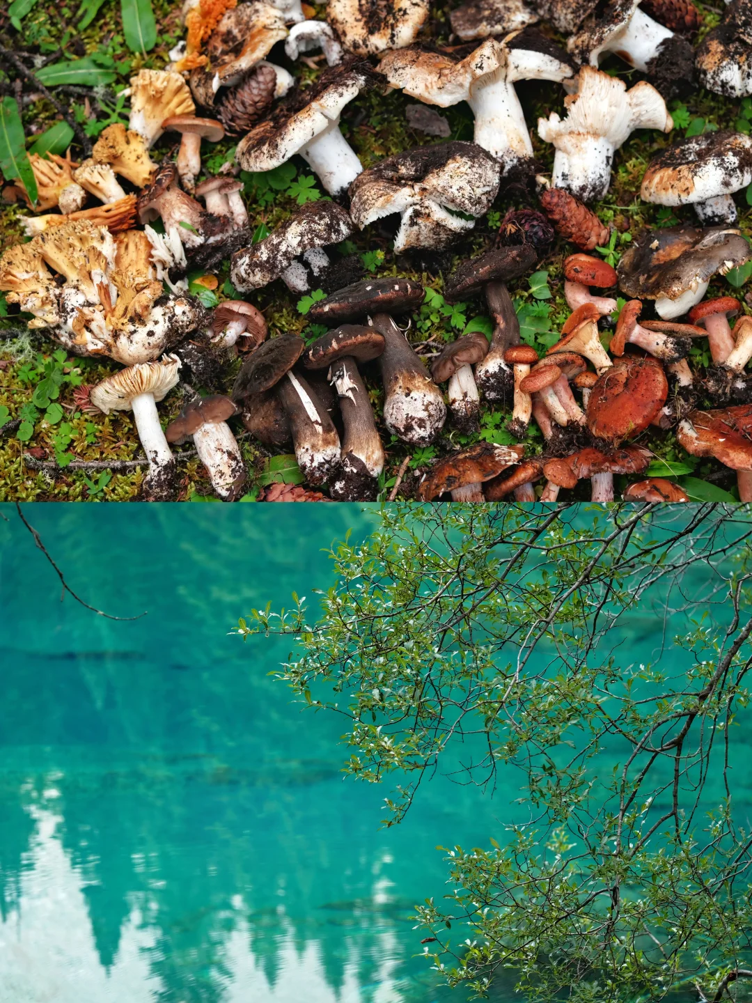 海拔4100+成功菌子自由🍄