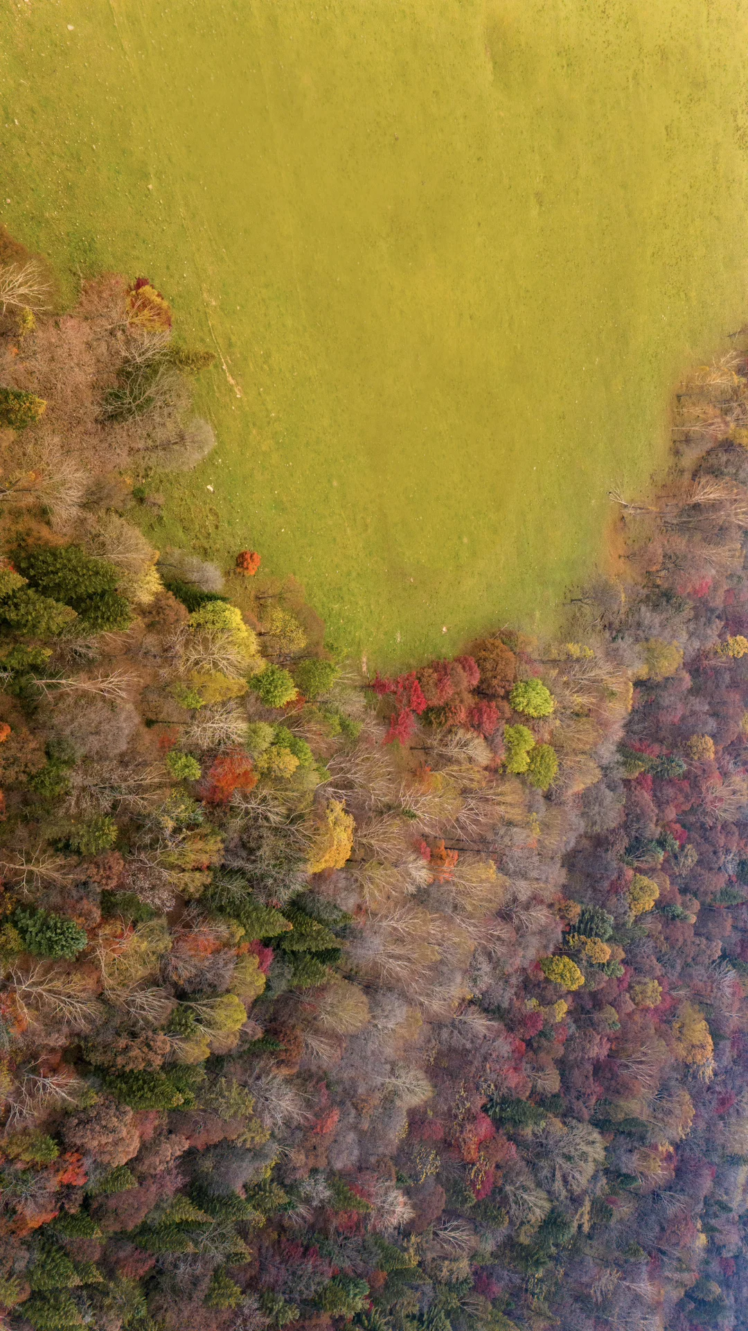 没想到长白山的溪谷竟然有如此美丽的秋天