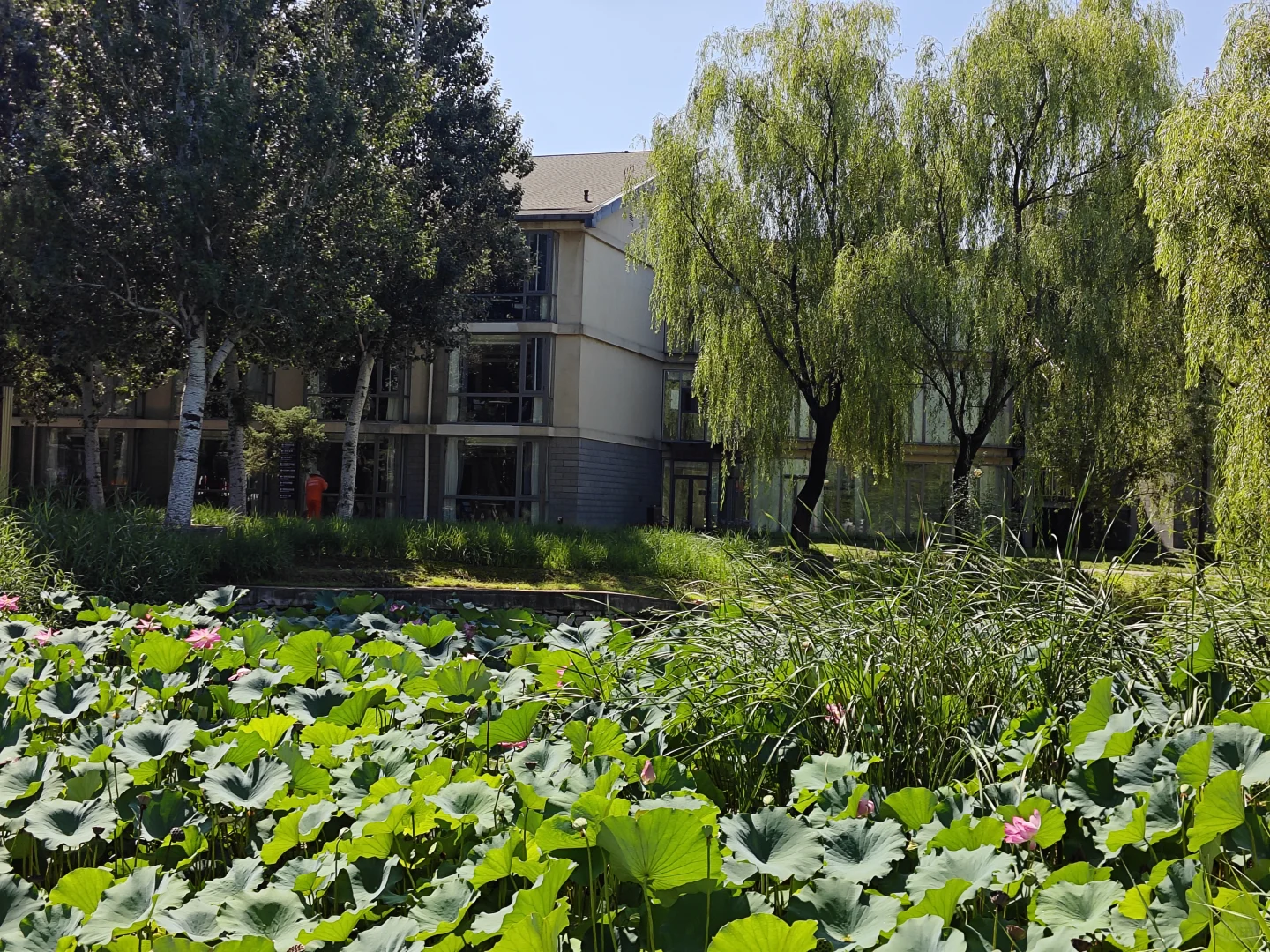 探索北京的小众景点-稻香湖公园