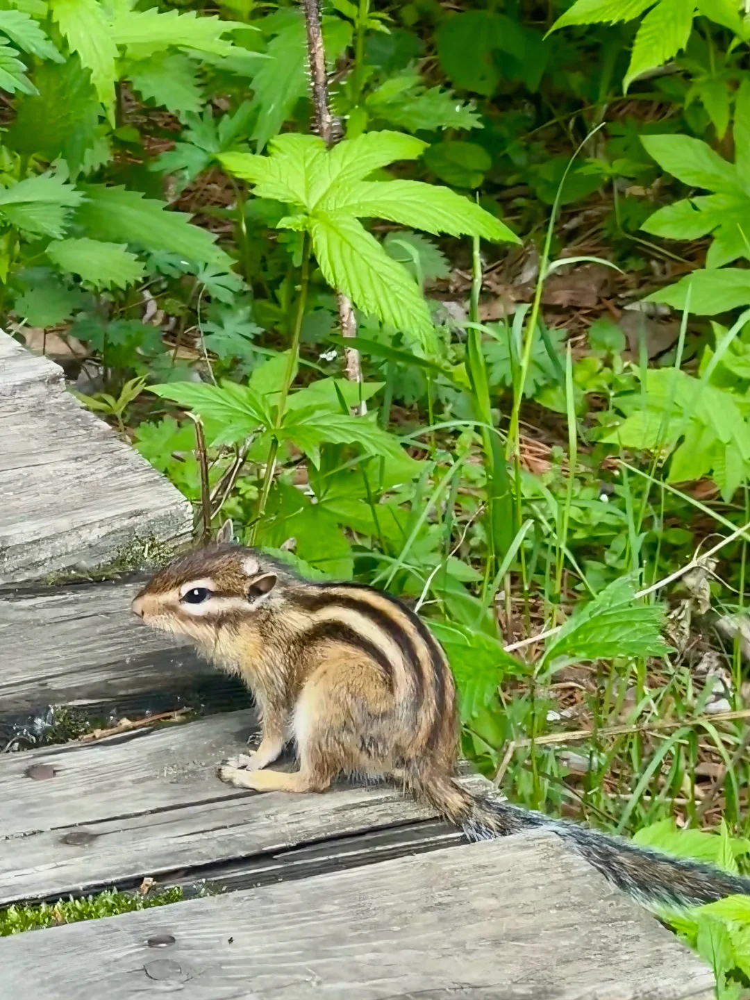 谁说避暑只能去海边㊙️22°C的小兴安岭才是夏