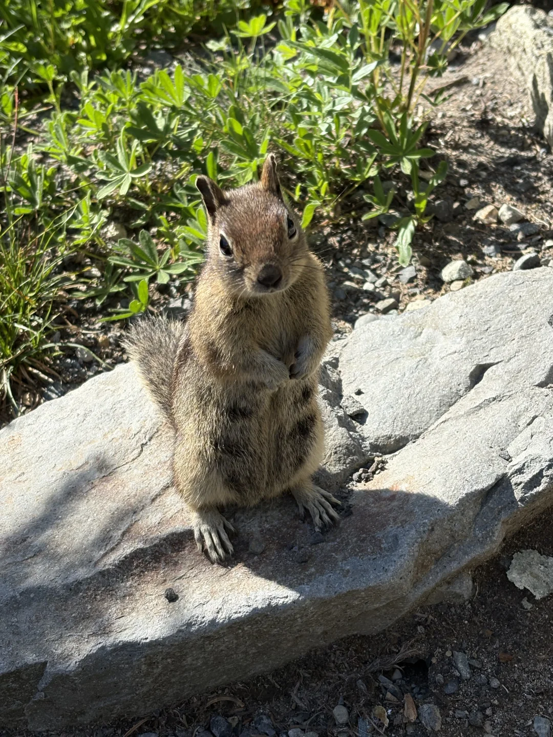 雷尼尔山|野花季遛娃线路