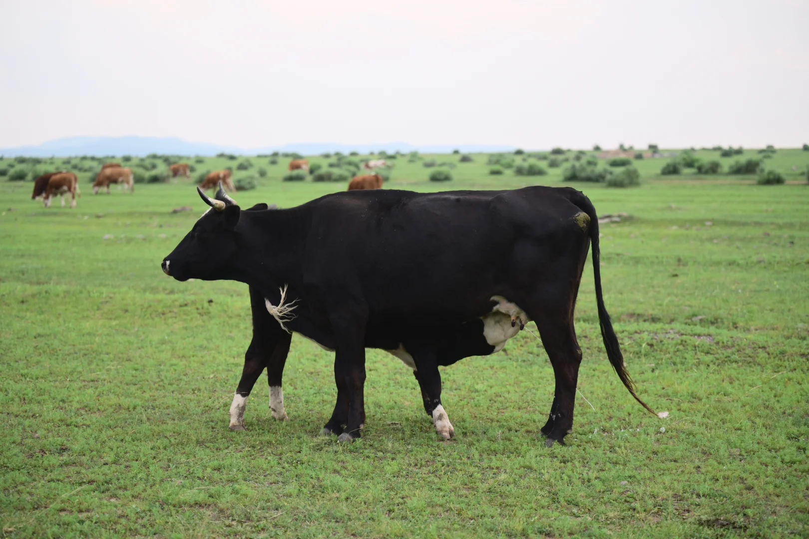 🌵乌兰察布周边🆓小众景点地-无滤镜版