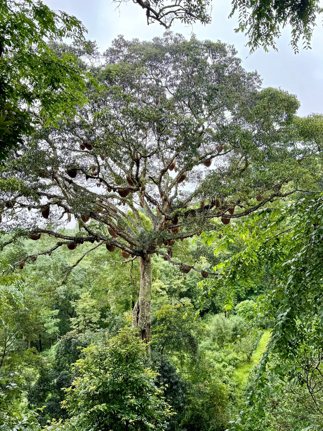 景迈山吃喝住行玩详细攻略