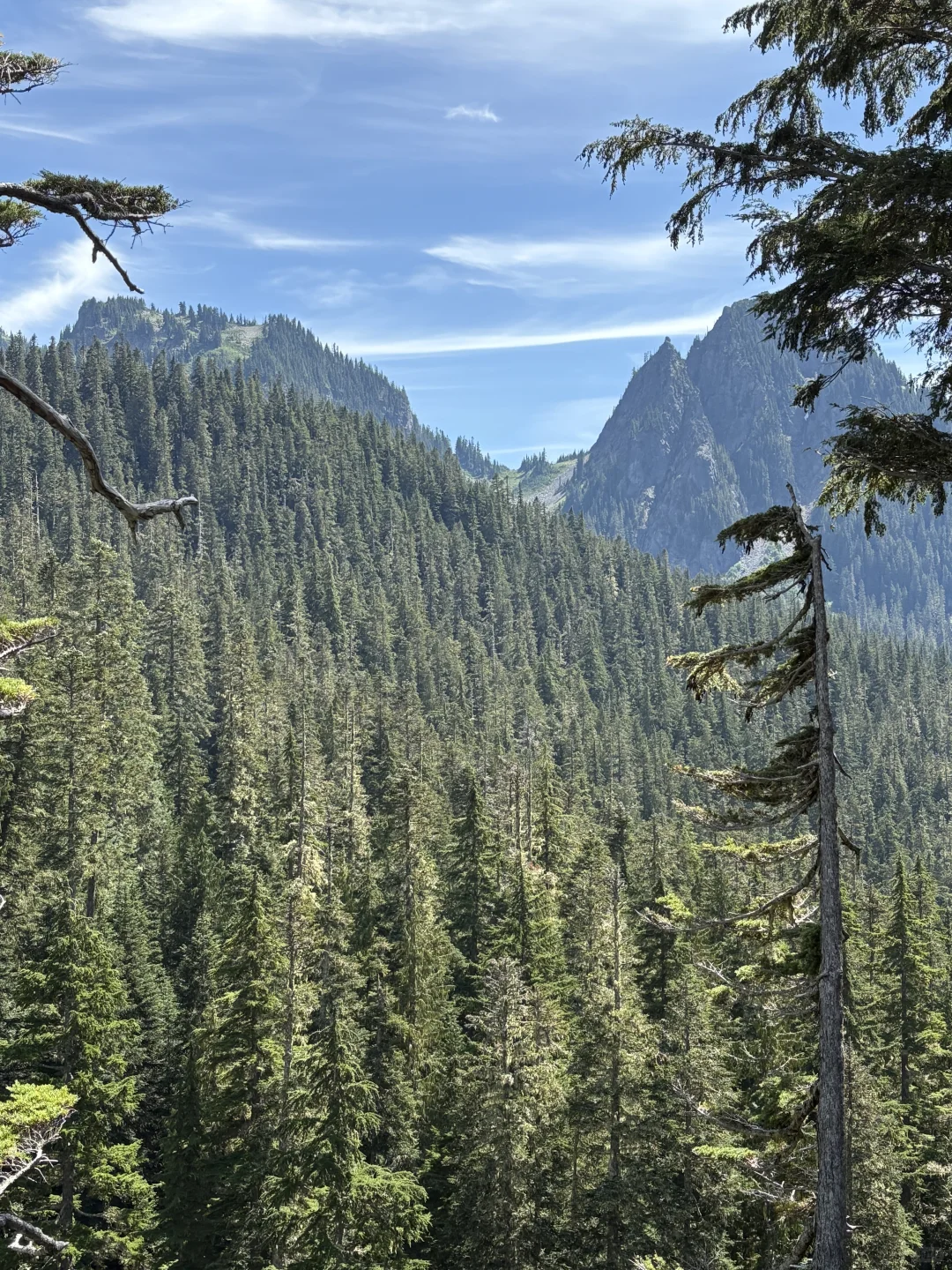 雷尼尔山|野花季遛娃线路