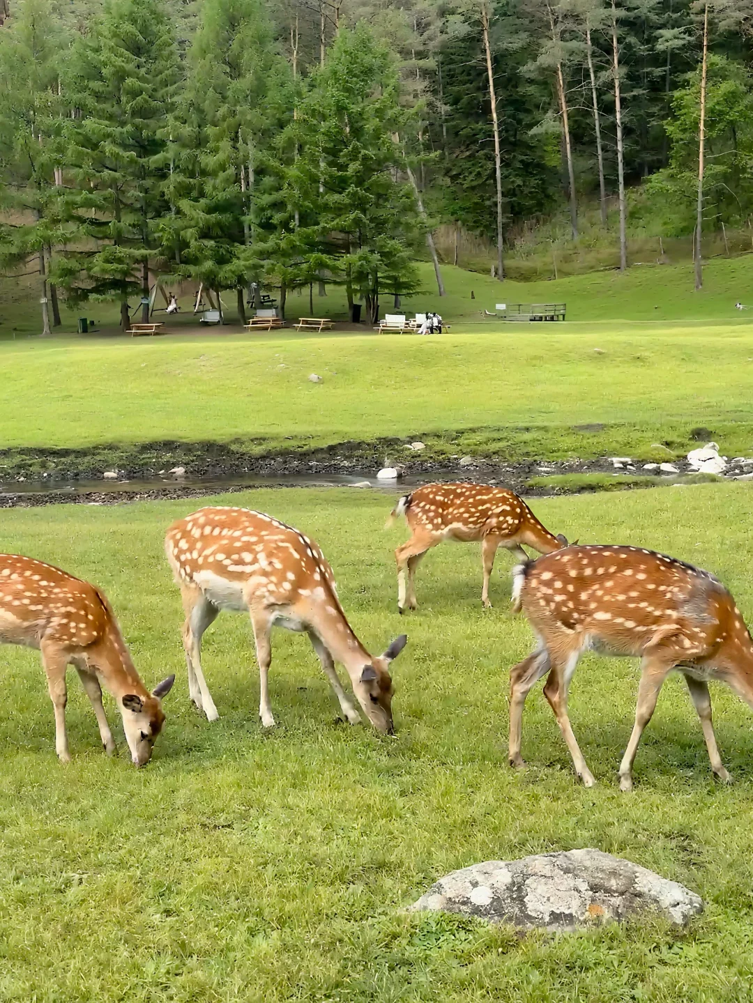 谁说避暑只能去海边㊙️22°C的小兴安岭才是夏