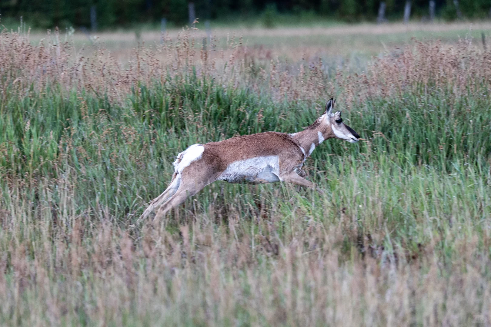 地狱边缘的天堂｜黄石国家公园（下）