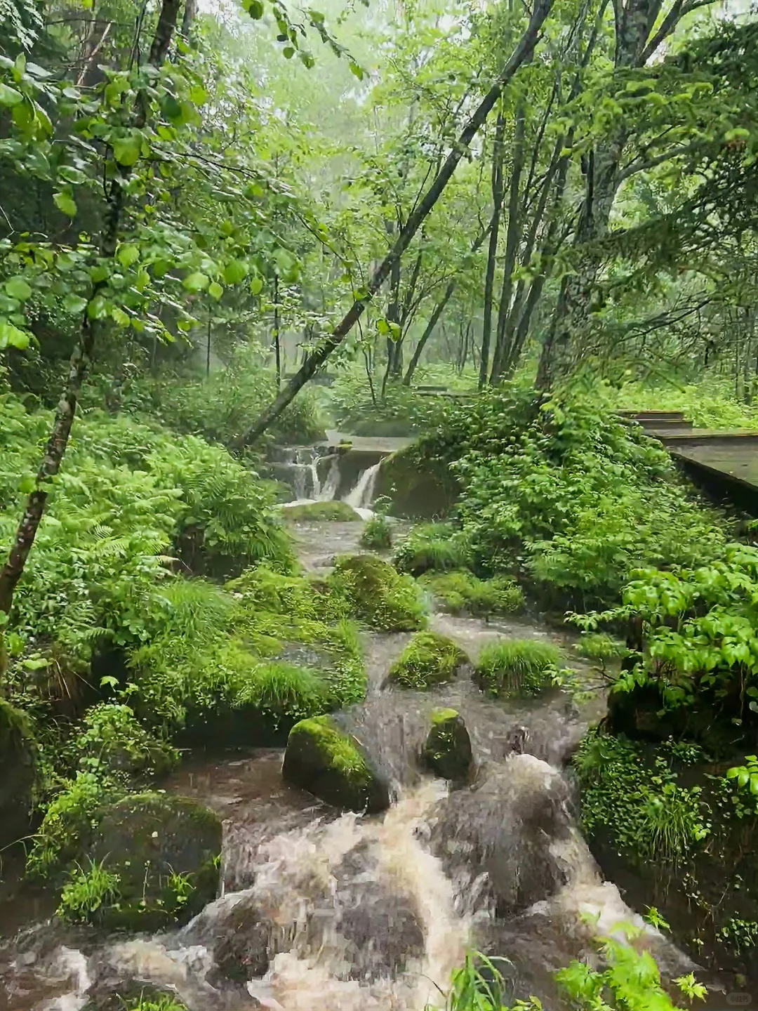 谁说避暑只能去海边㊙️22°C的小兴安岭才是夏