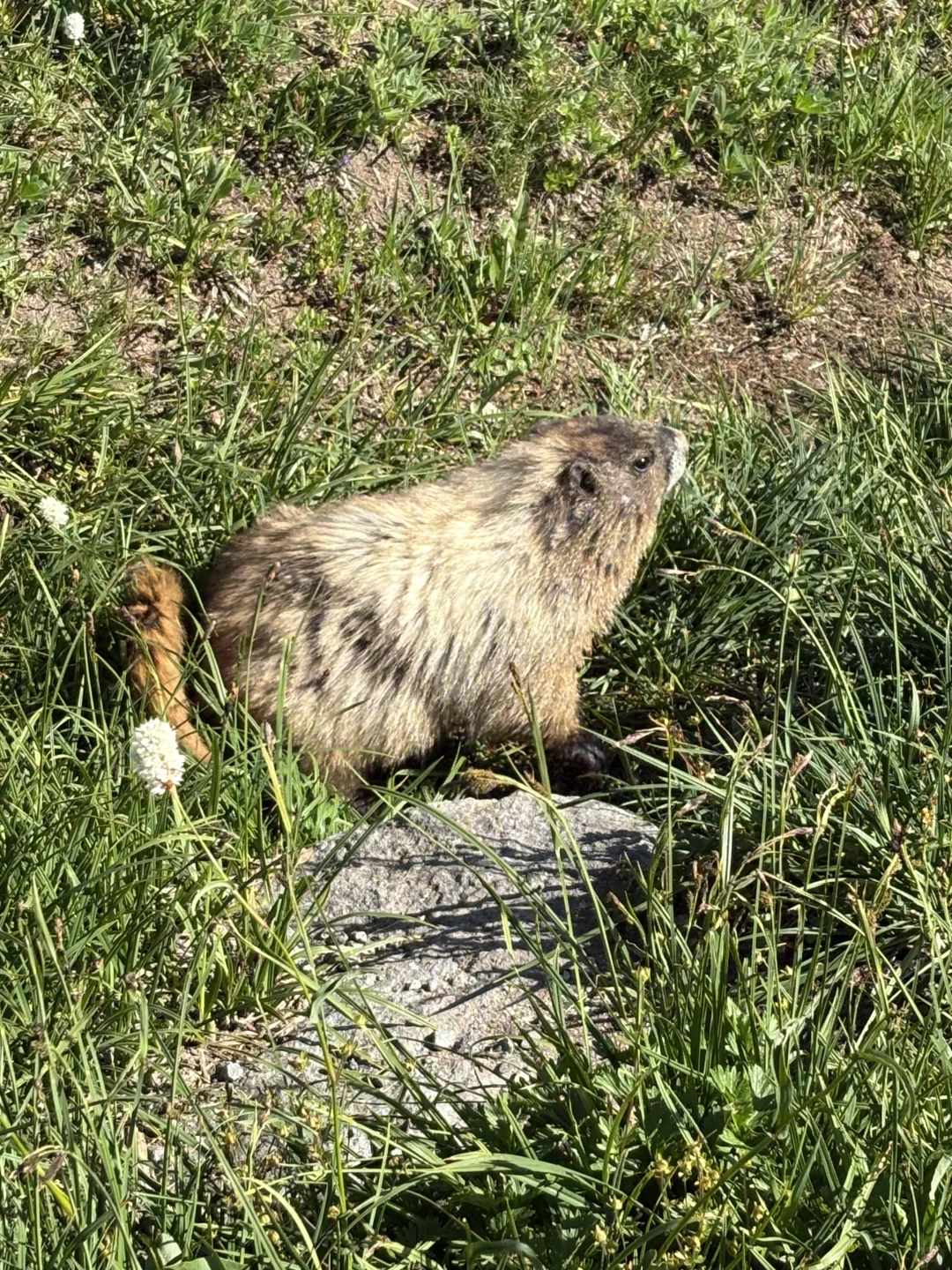 雷尼尔山|野花季遛娃线路
