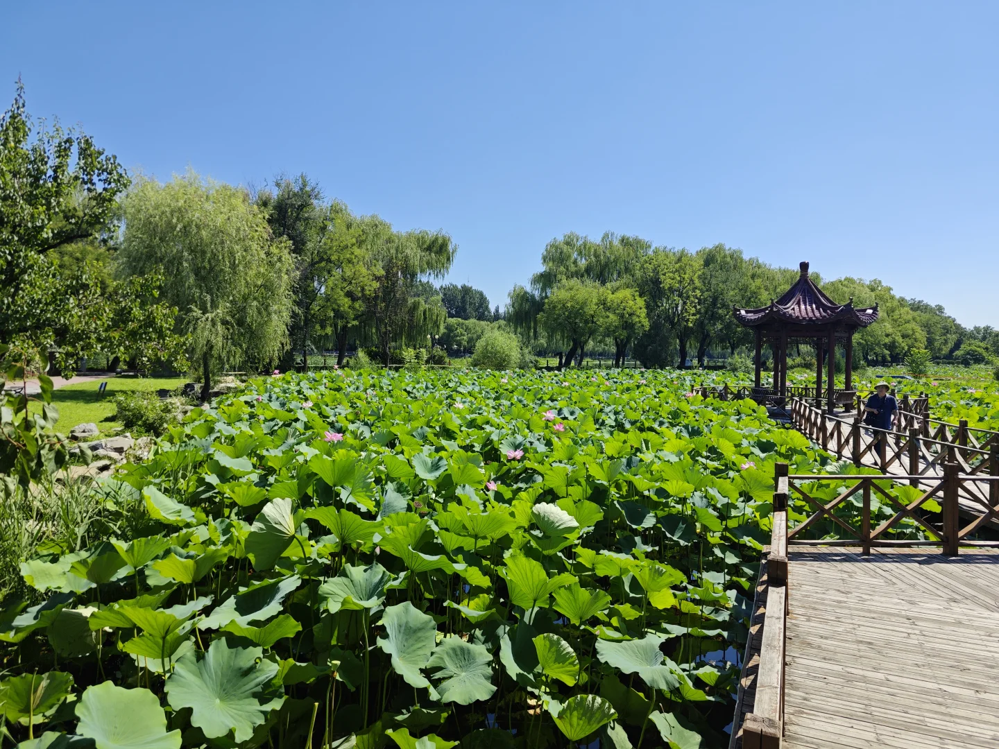 探索北京的小众景点-稻香湖公园