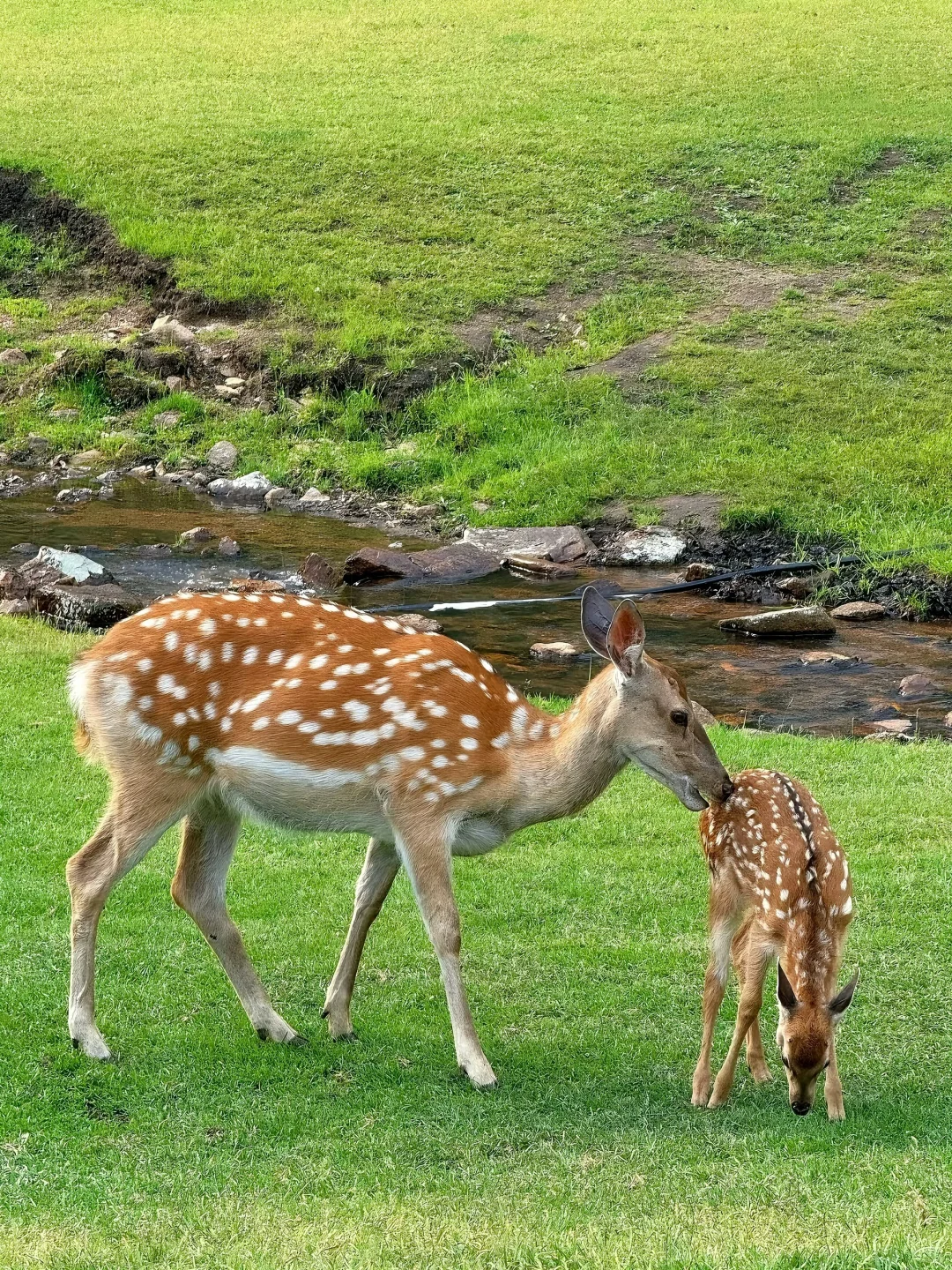 谁说避暑只能去海边㊙️22°C的小兴安岭才是夏