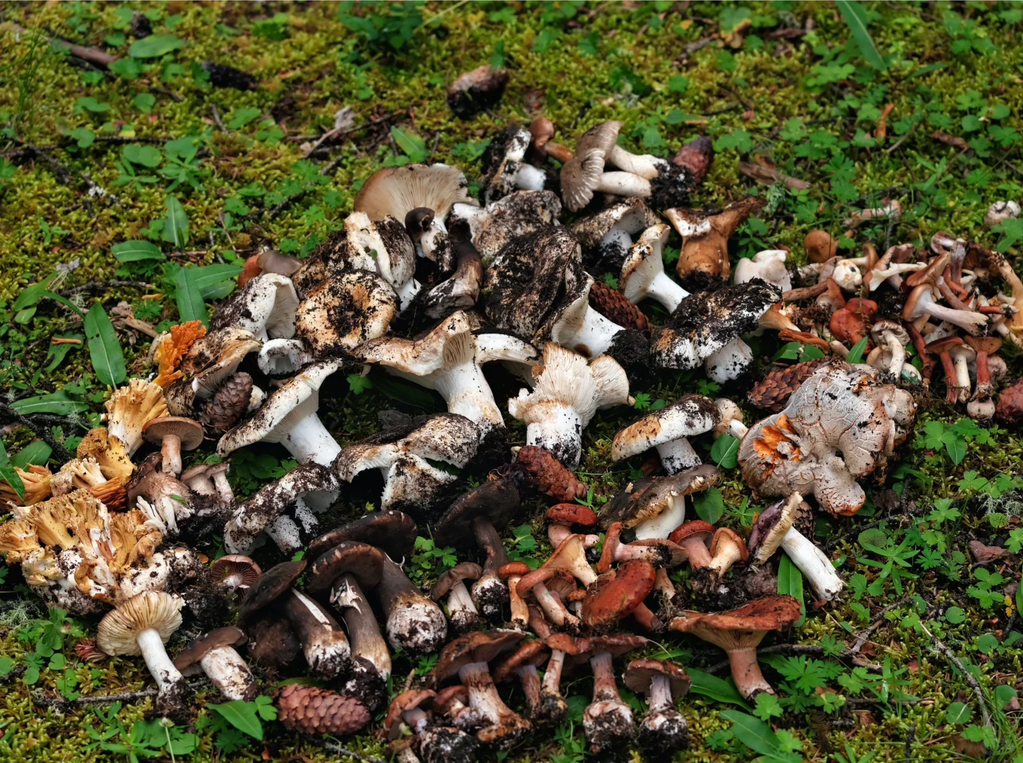 海拔4100+成功菌子自由🍄