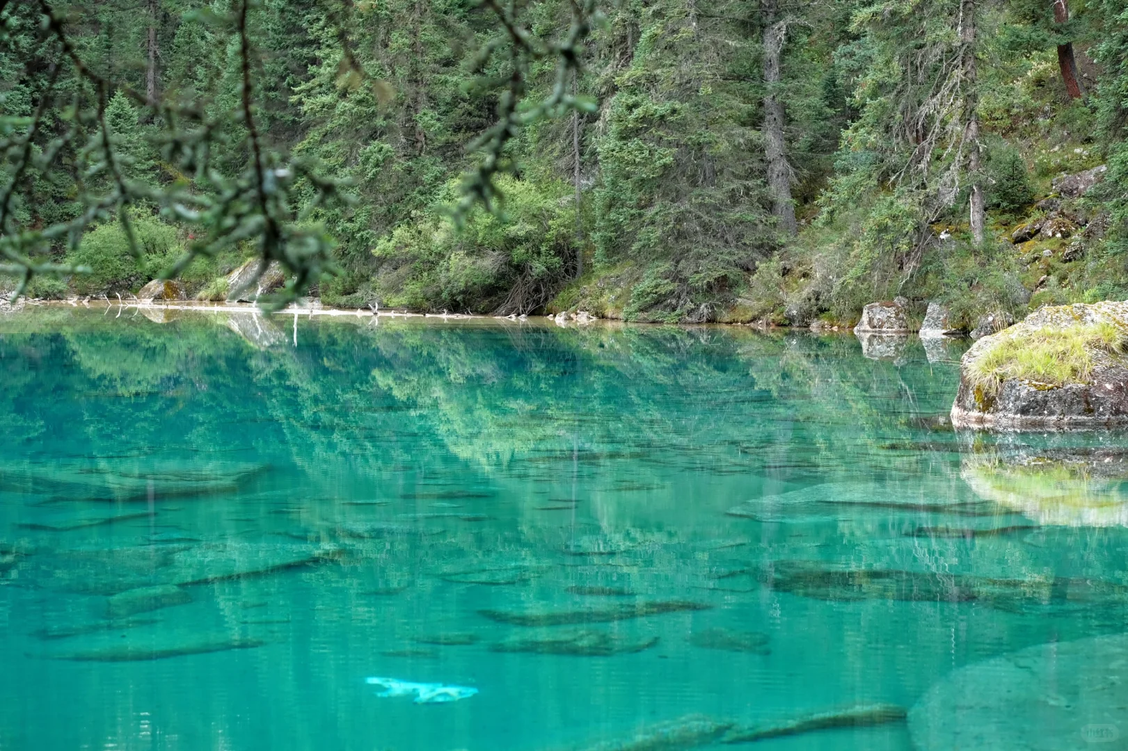 海拔4100+成功菌子自由🍄