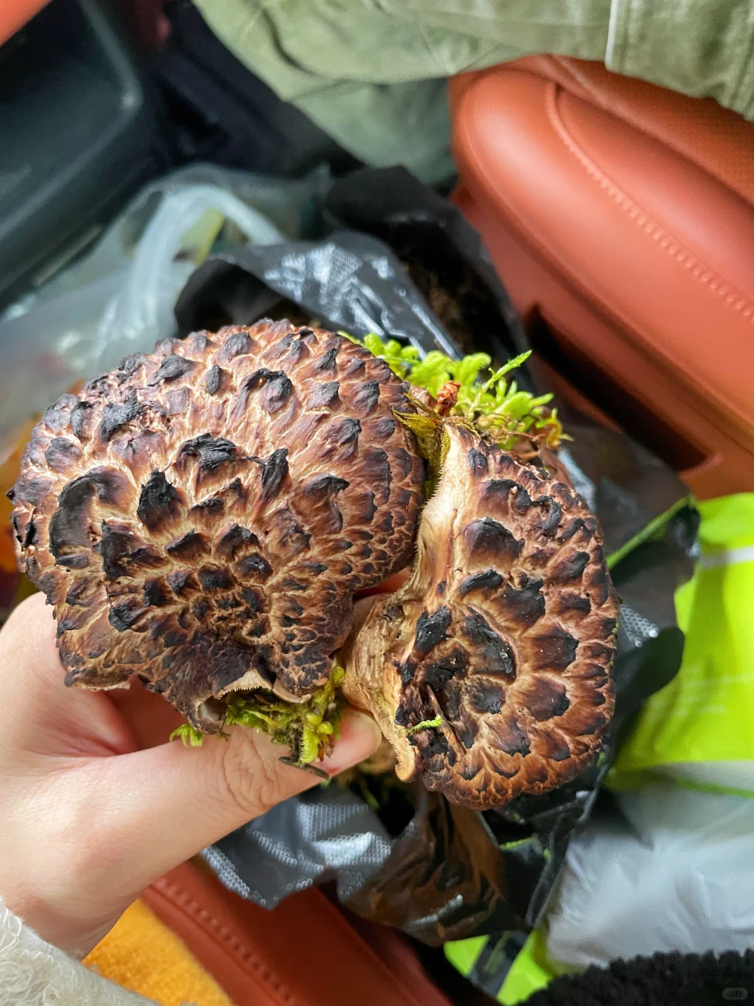 海拔4100+成功菌子自由🍄