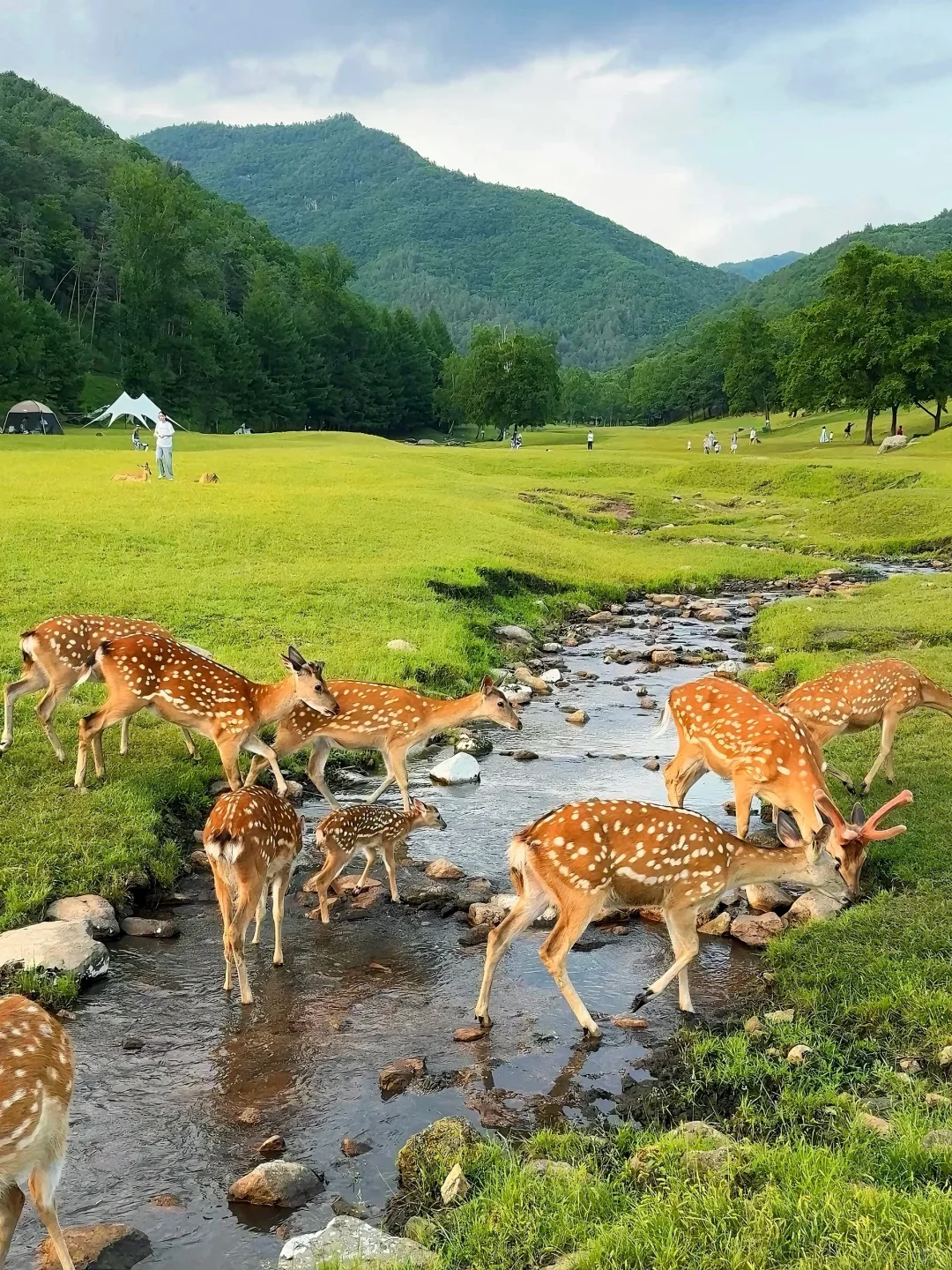 谁说避暑只能去海边㊙️22°C的小兴安岭才是夏