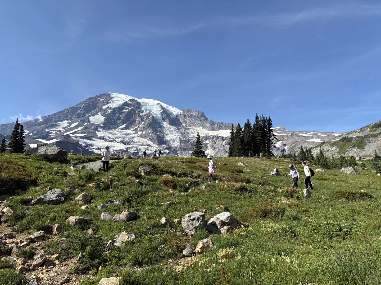 雷尼尔山|野花季遛娃线路