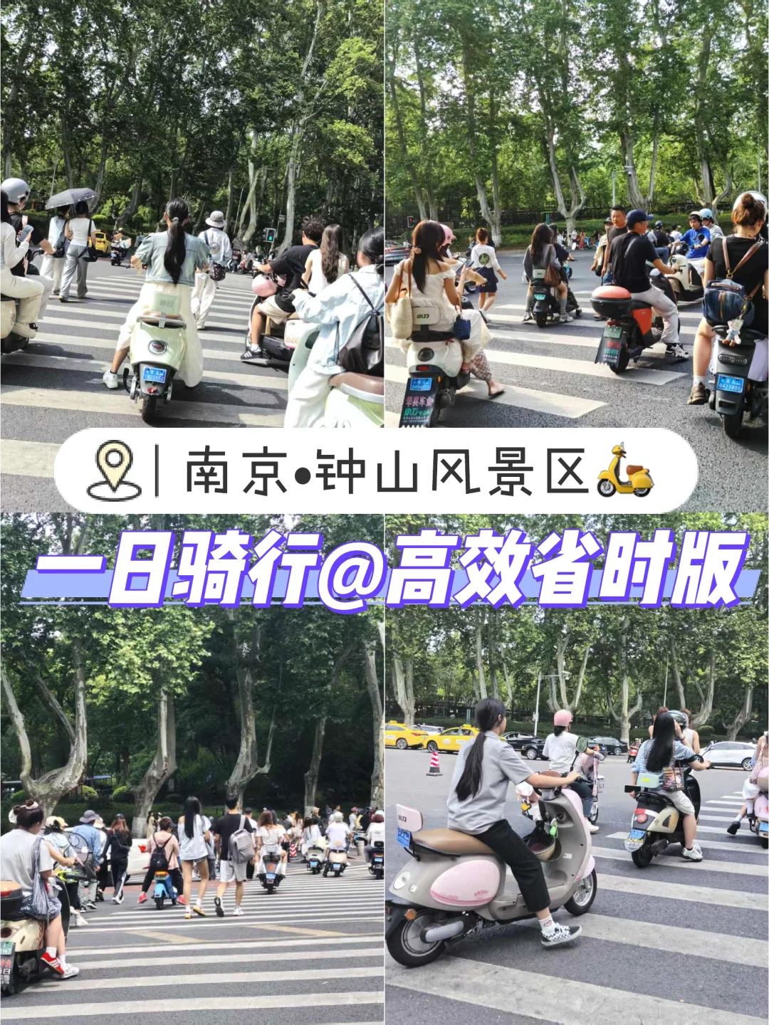 钟山风景区📍一日游🛵高效速通（电瓶车骑行）