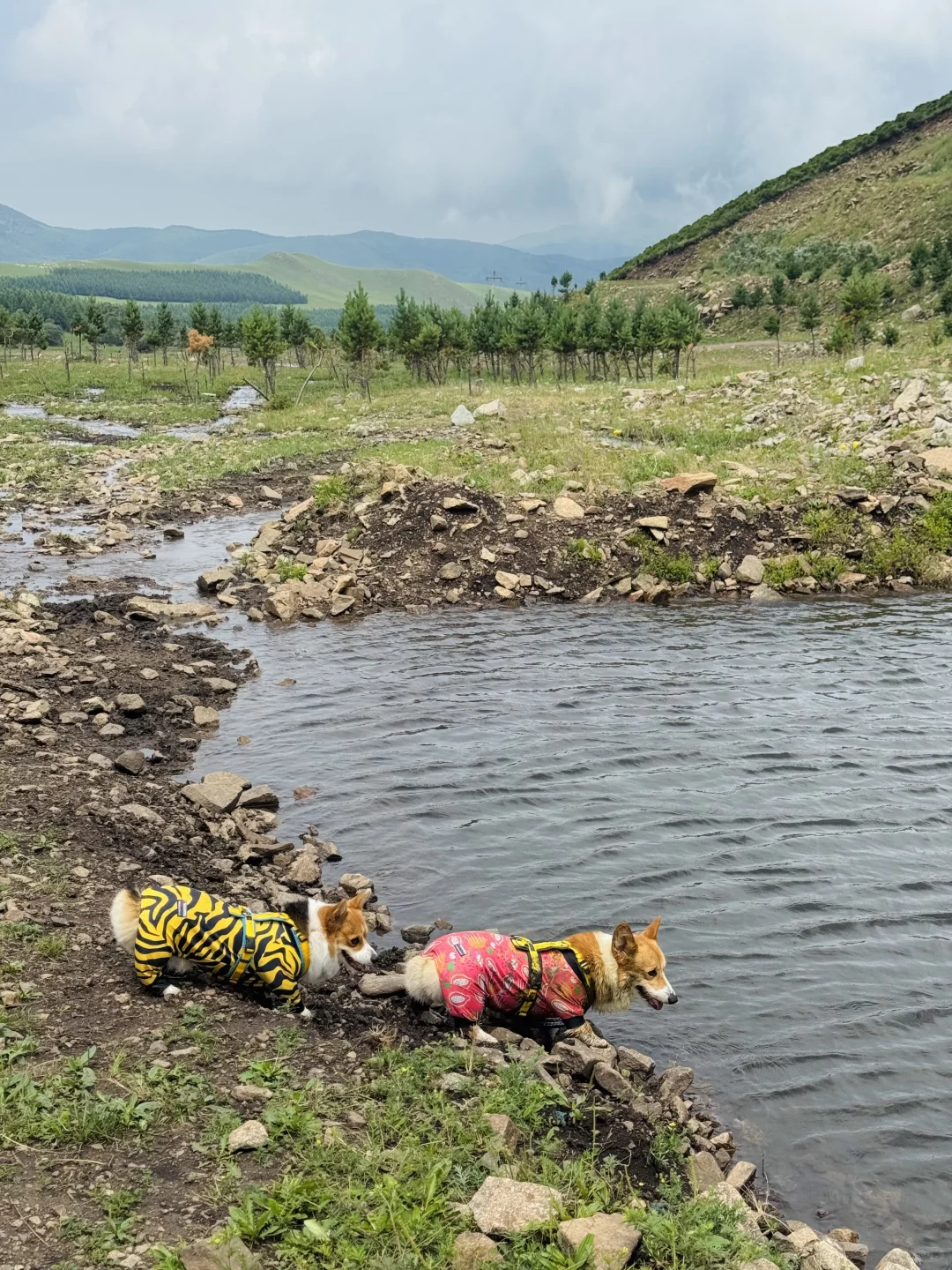 丰宁，半虎线（免费版）