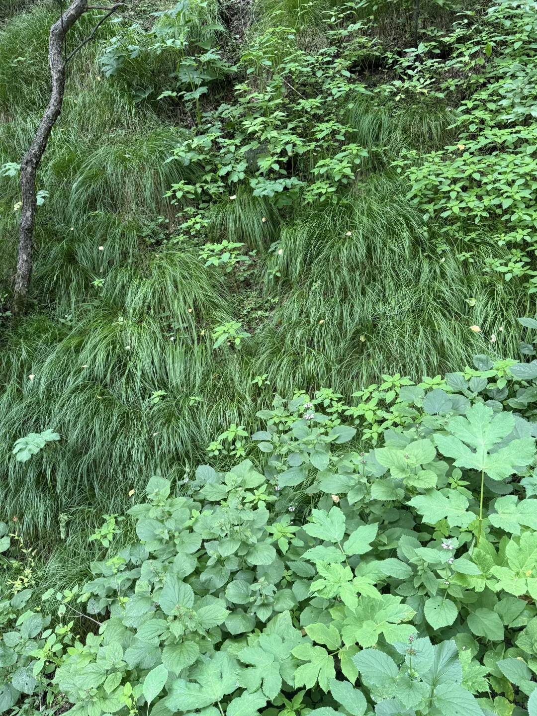 河北驼梁一日游