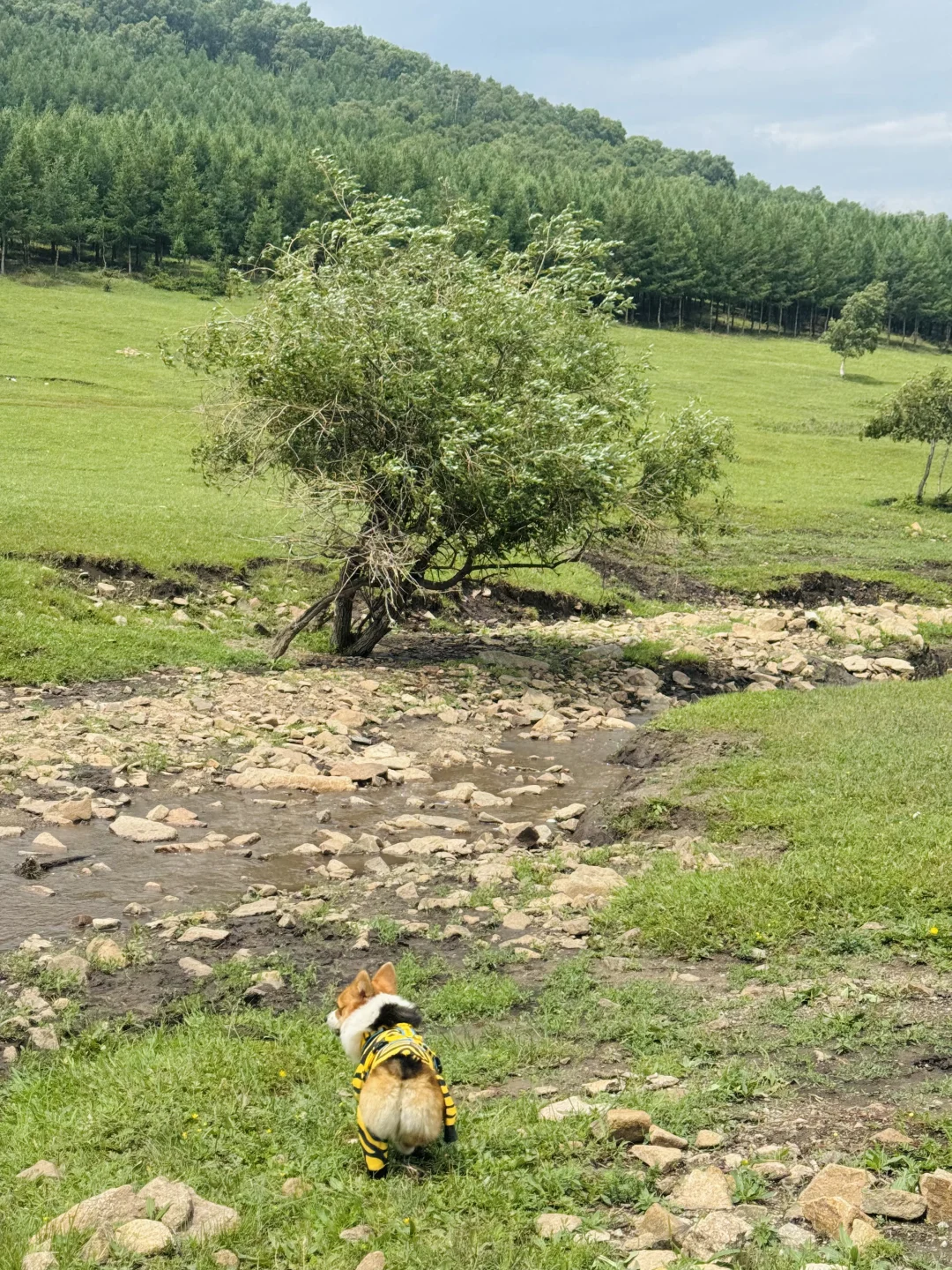 丰宁，半虎线（免费版）