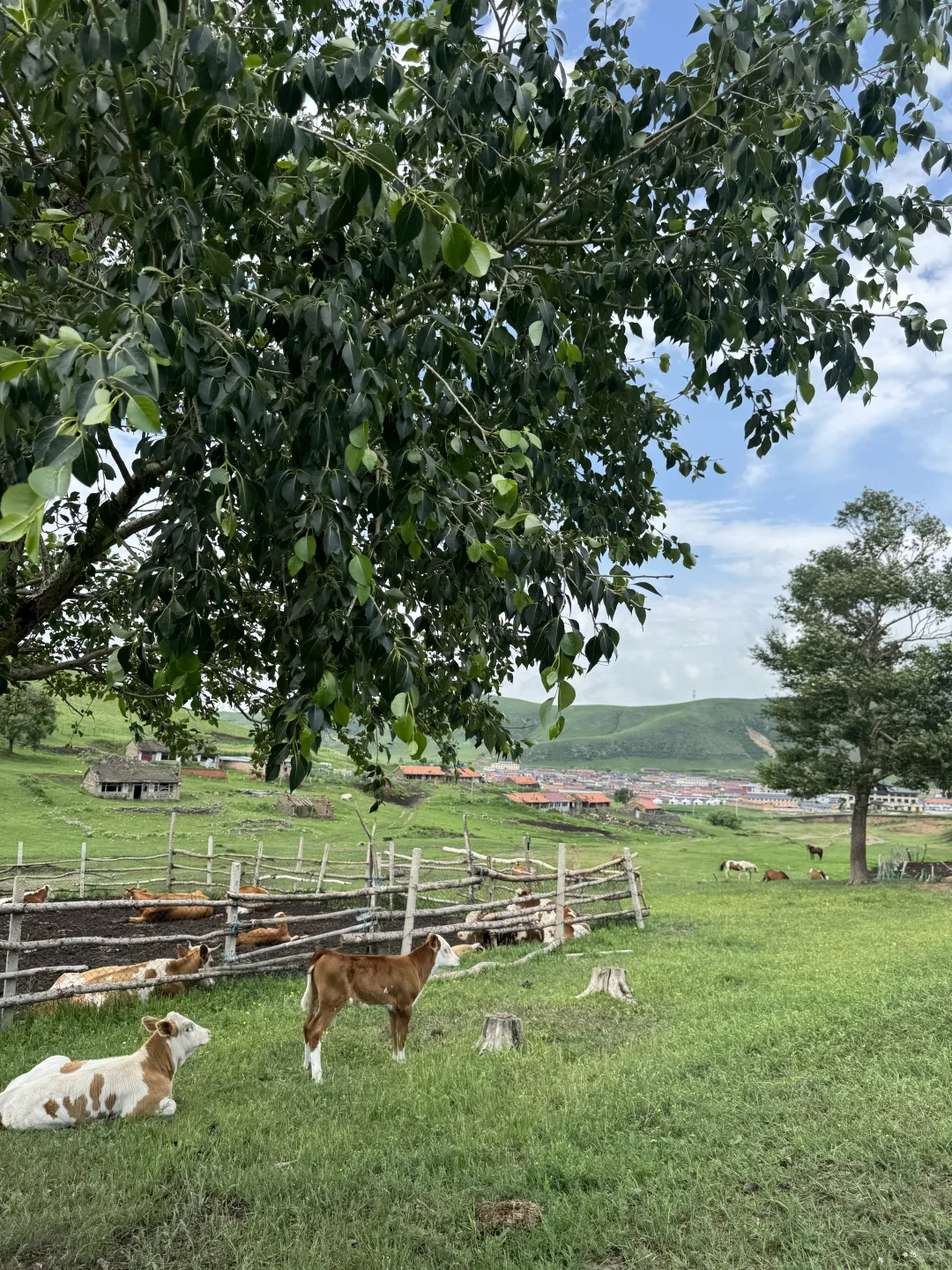 丰宁，半虎线（免费版）