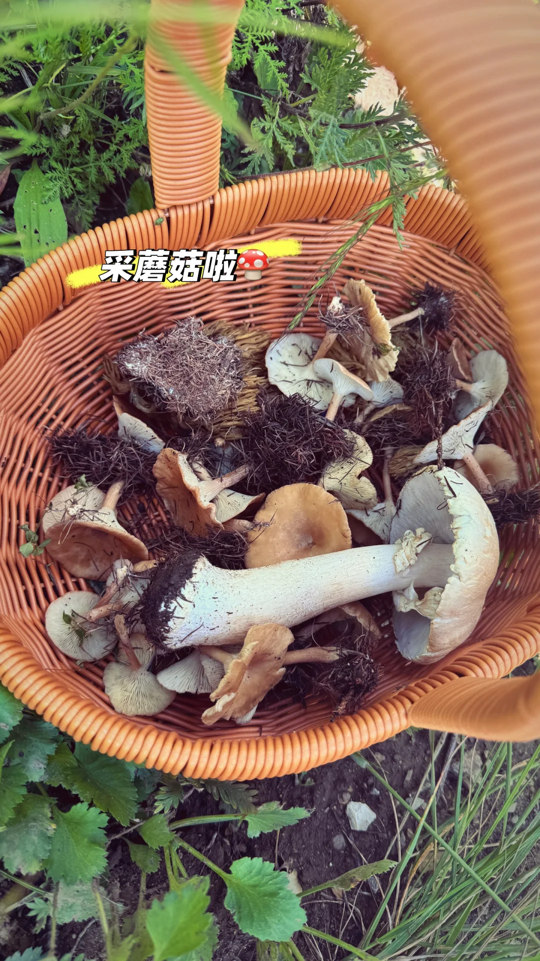 这么近 那么美 周末到河北⛰️