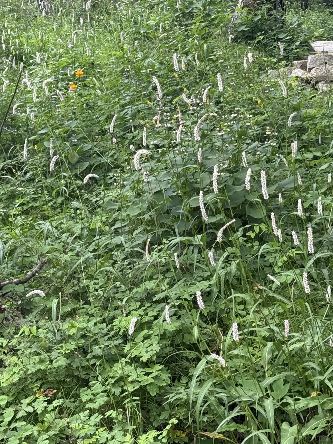 河北驼梁一日游