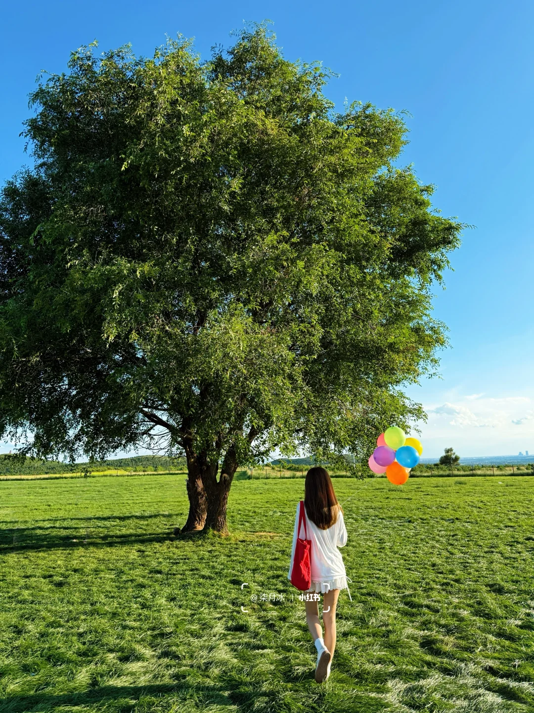 在大同！我找到了《怦然心动》同款浪漫🌳