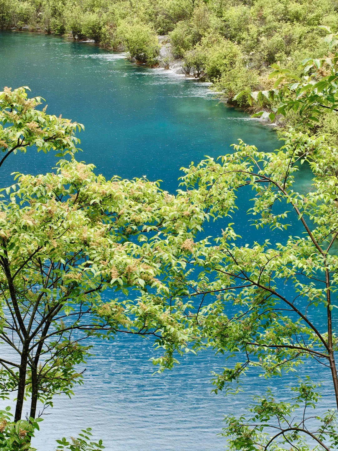 💥35 元直达九寨沟！高铁党自由行看过来！