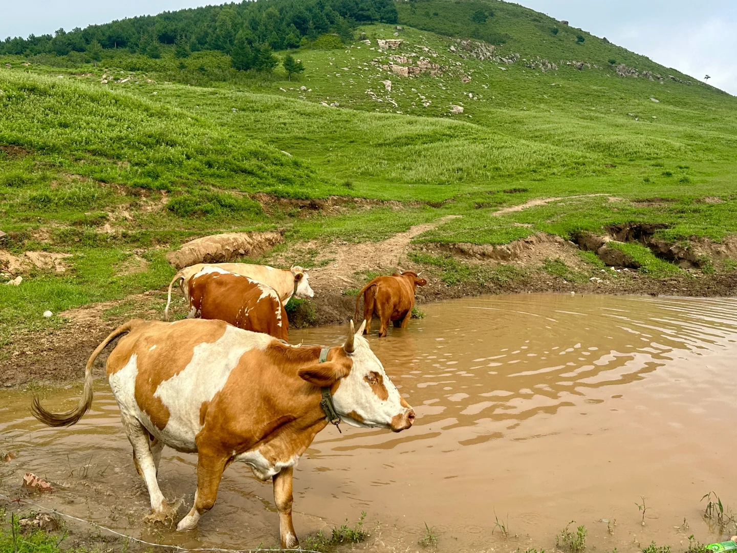 邯郸周边游：宠物友好的走马槽真的太棒啦