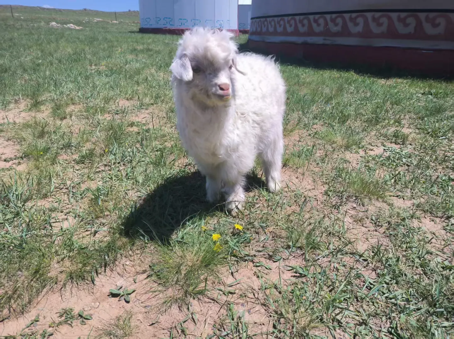 希望永远拥有出发的勇气 | 记希拉穆仁骑马