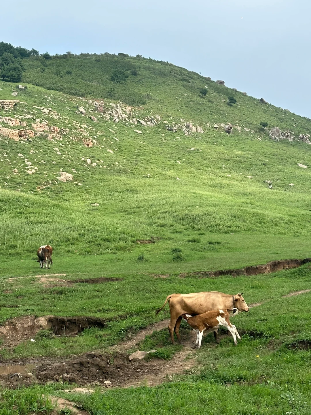 邯郸周边游：宠物友好的走马槽真的太棒啦