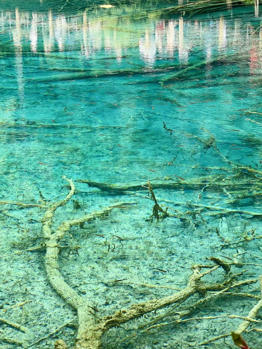 💥35 元直达九寨沟！高铁党自由行看过来！