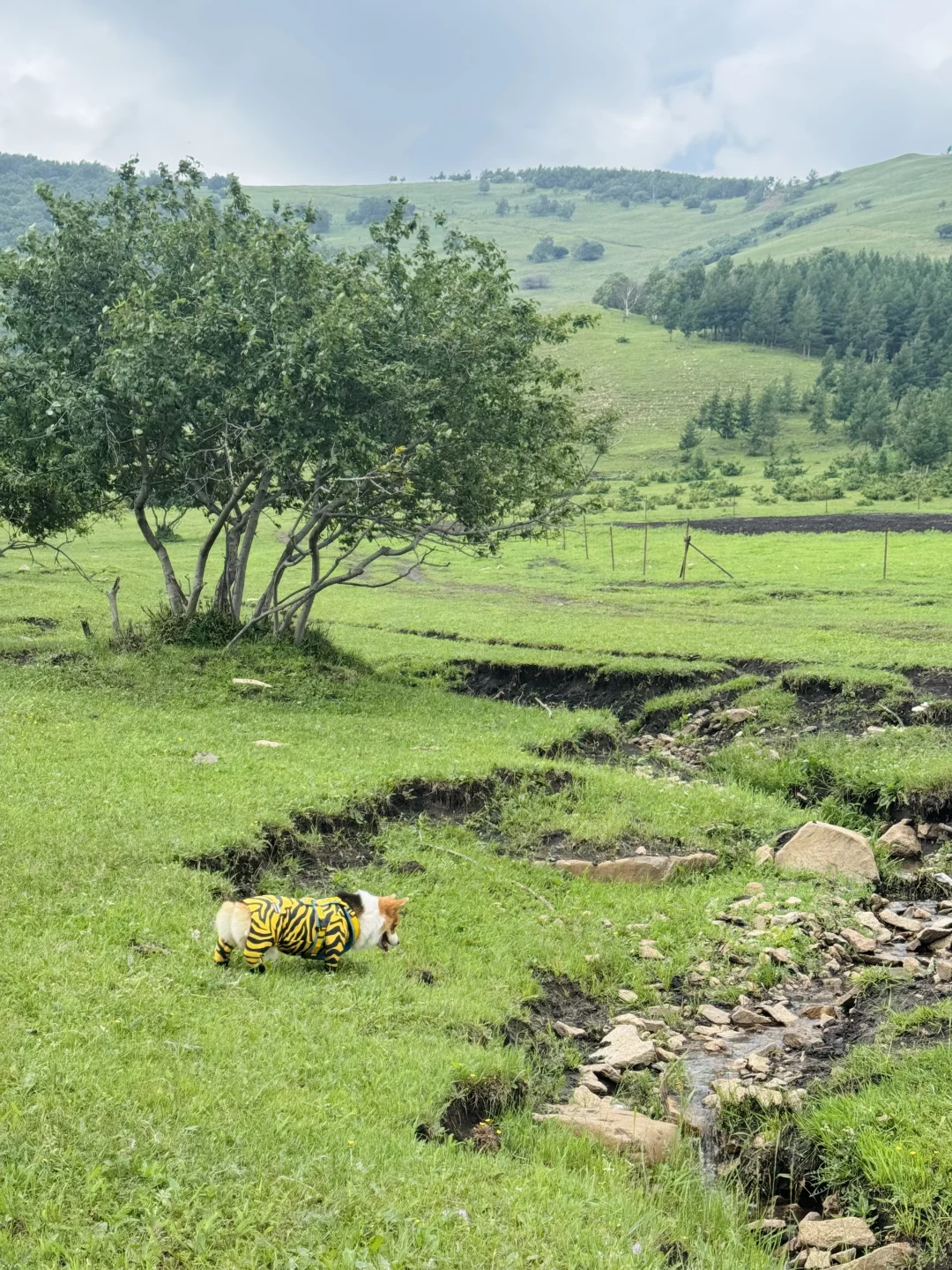 丰宁，半虎线（免费版）