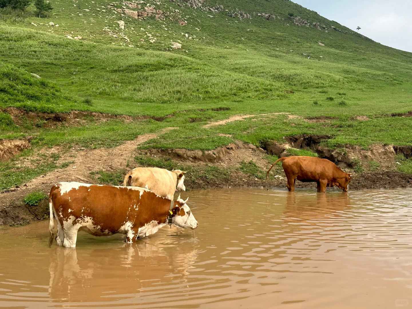 邯郸周边游：宠物友好的走马槽真的太棒啦