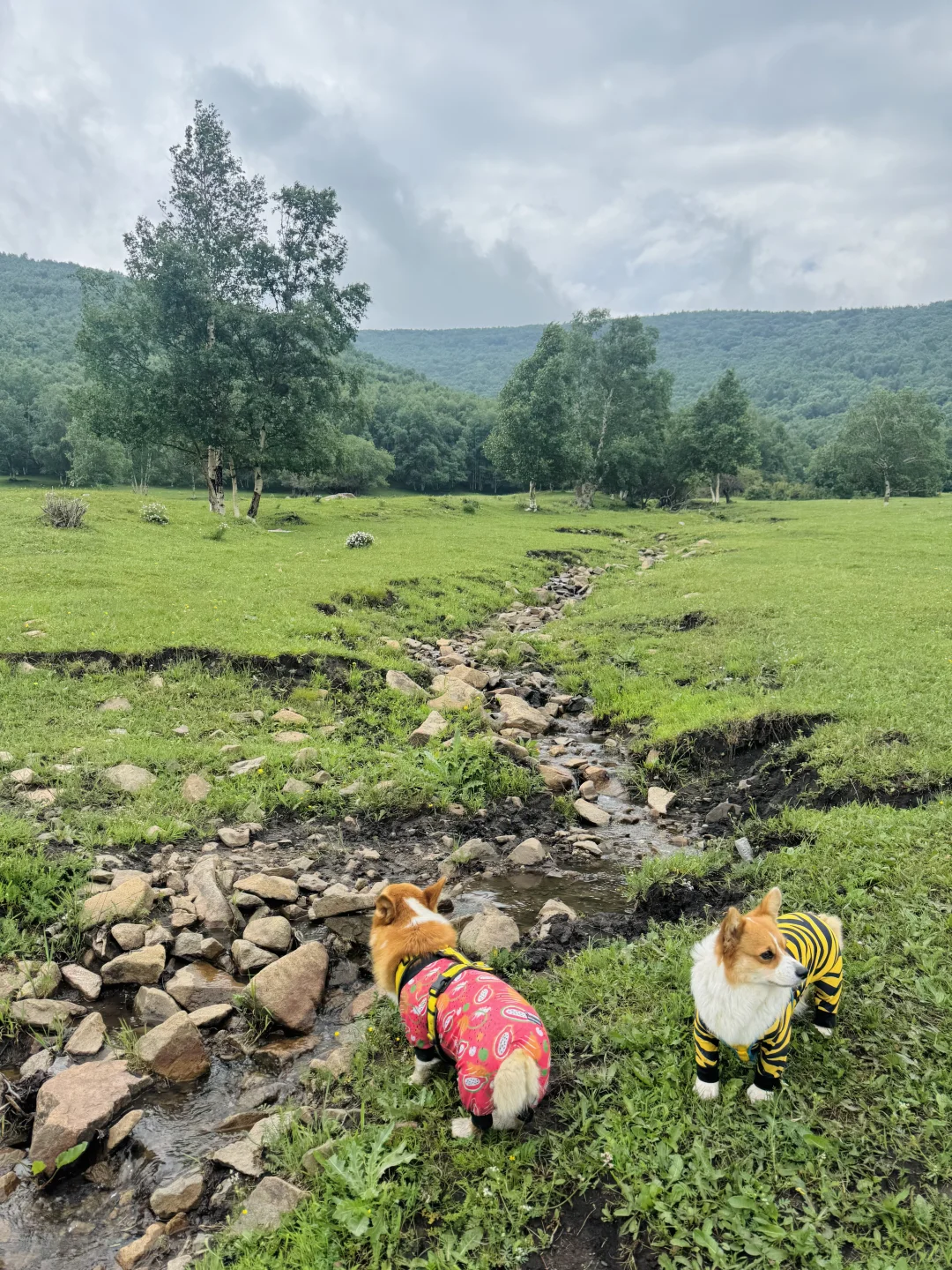 丰宁，半虎线（免费版）