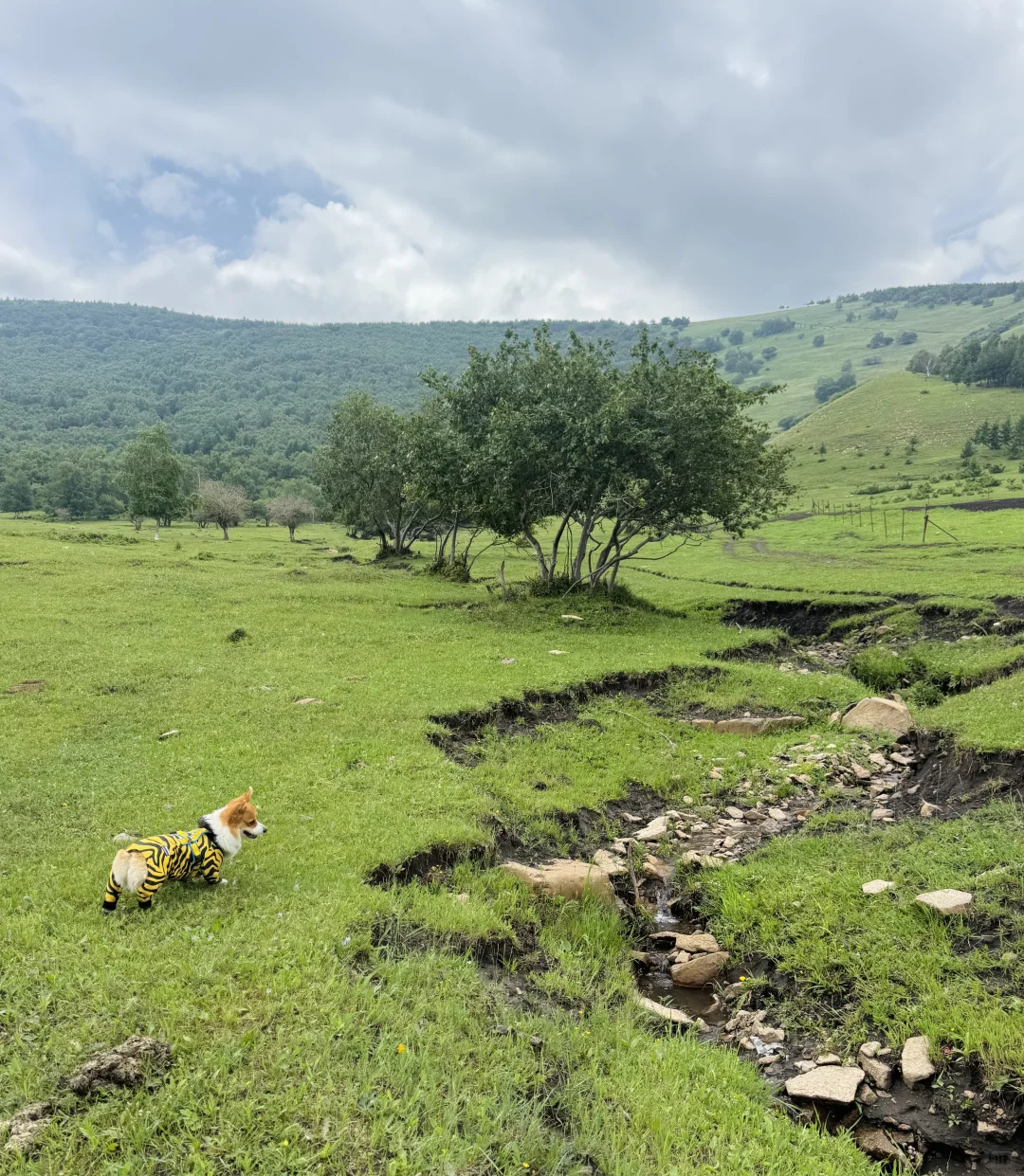 丰宁，半虎线（免费版）