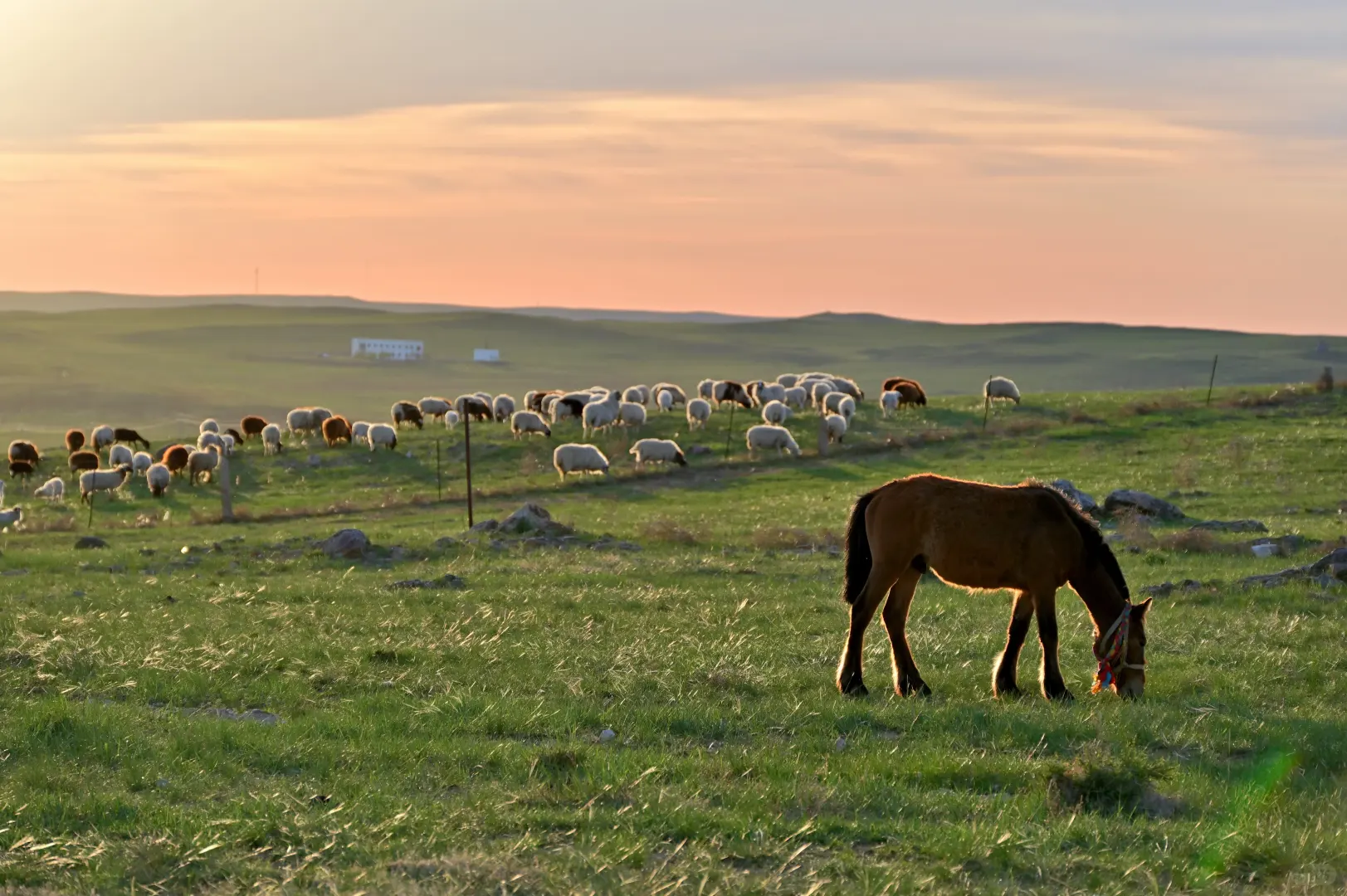 希望永远拥有出发的勇气 | 记希拉穆仁骑马