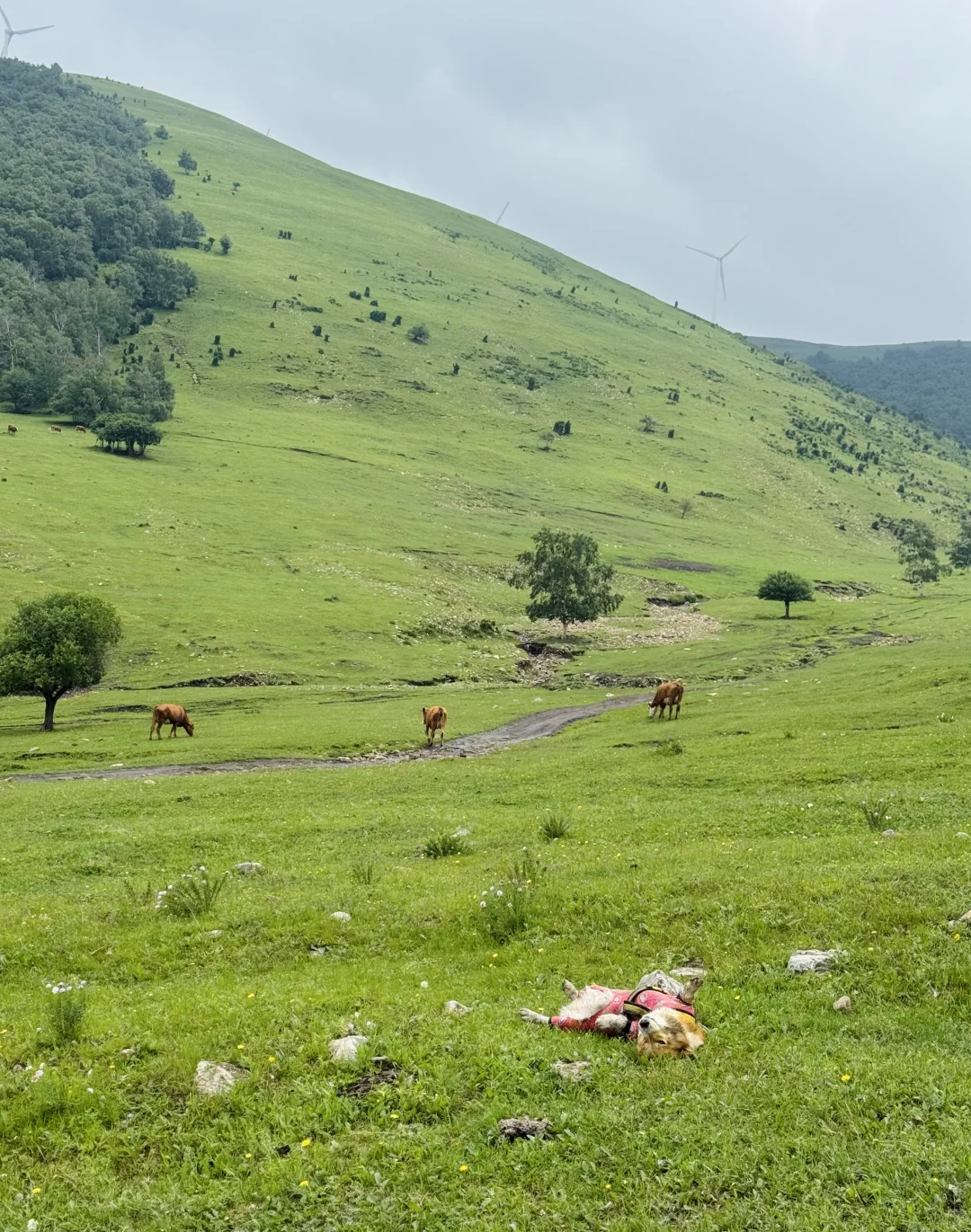 丰宁，半虎线（免费版）