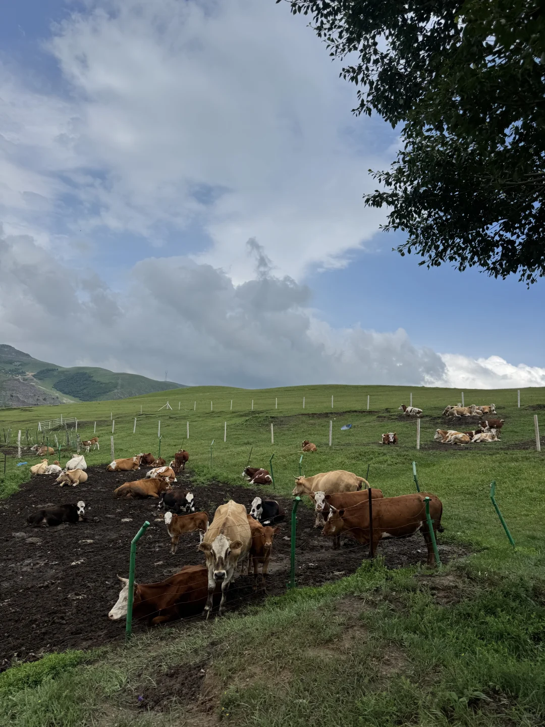 丰宁，半虎线（免费版）