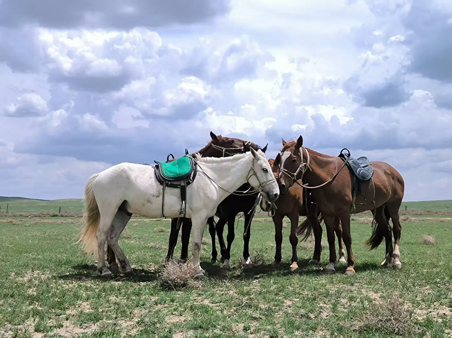 希望永远拥有出发的勇气 | 记希拉穆仁骑马