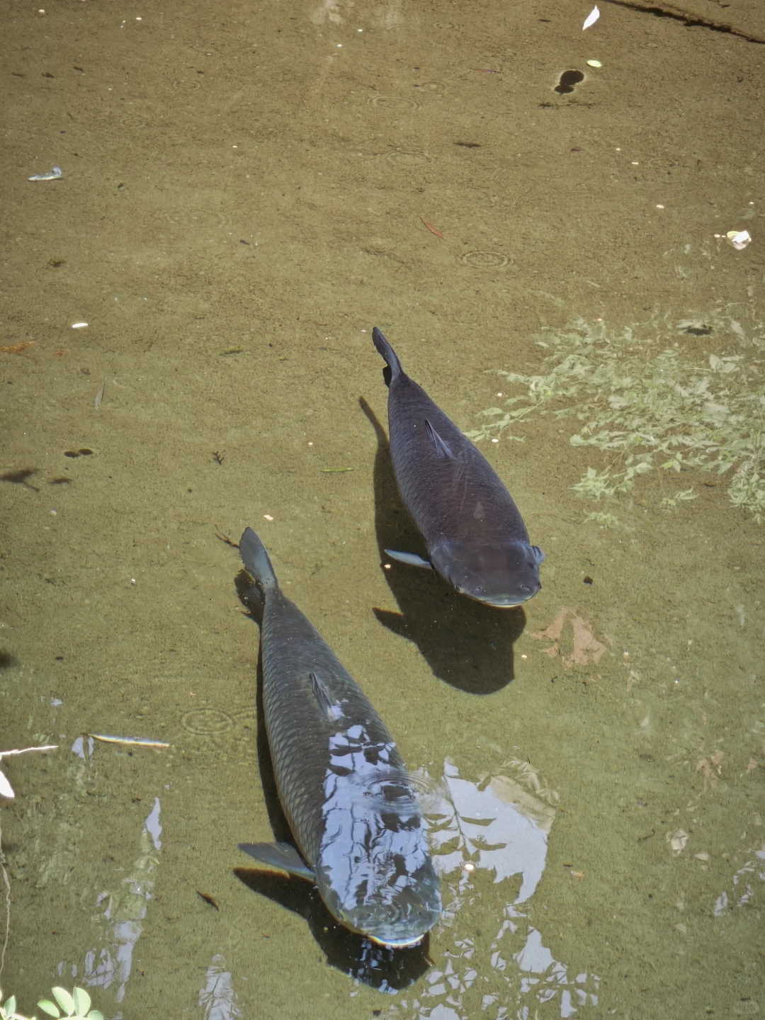 济南一日游记🌸🌸