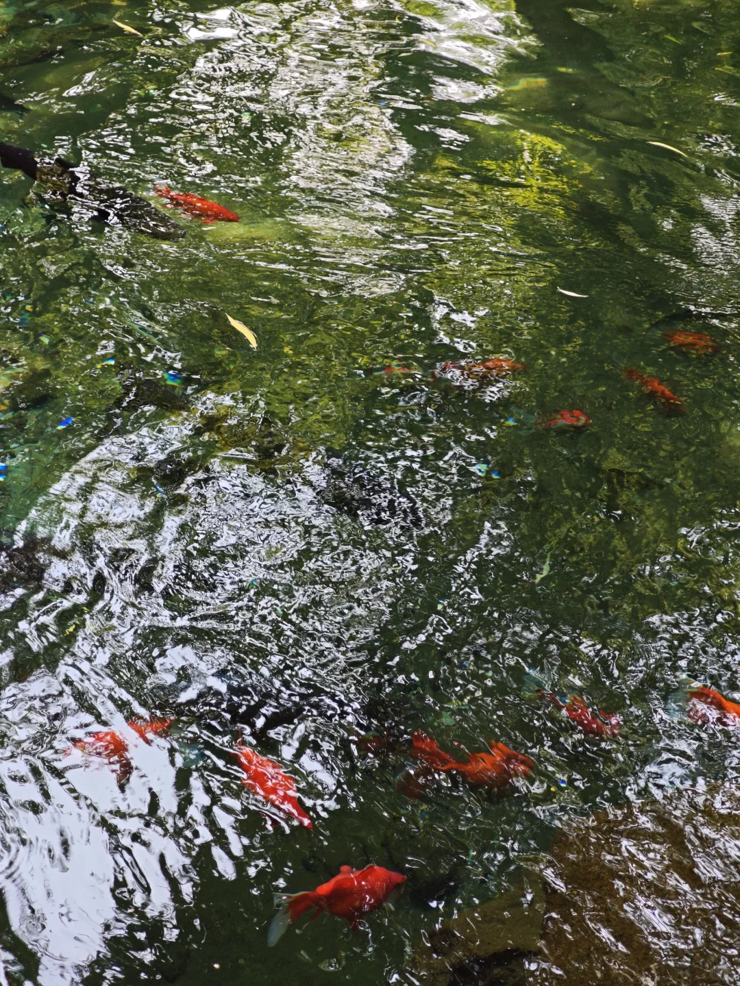 济南一日游记🌸🌸