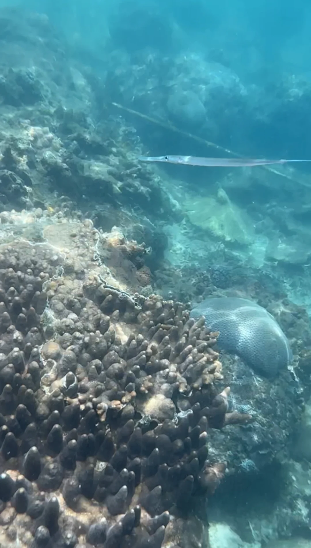 宝藏陵水攻略（自发分享版）