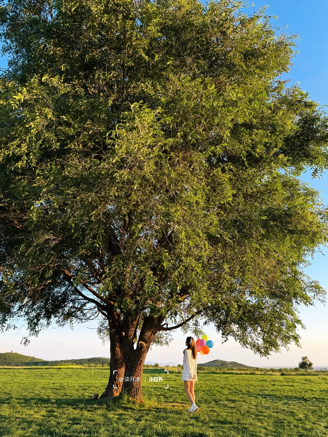 在大同！我找到了《怦然心动》同款浪漫🌳