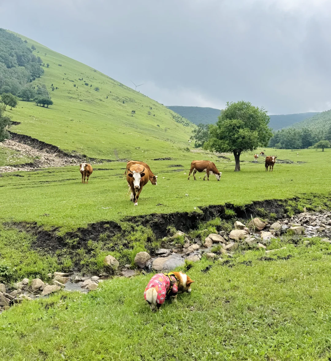 丰宁，半虎线（免费版）
