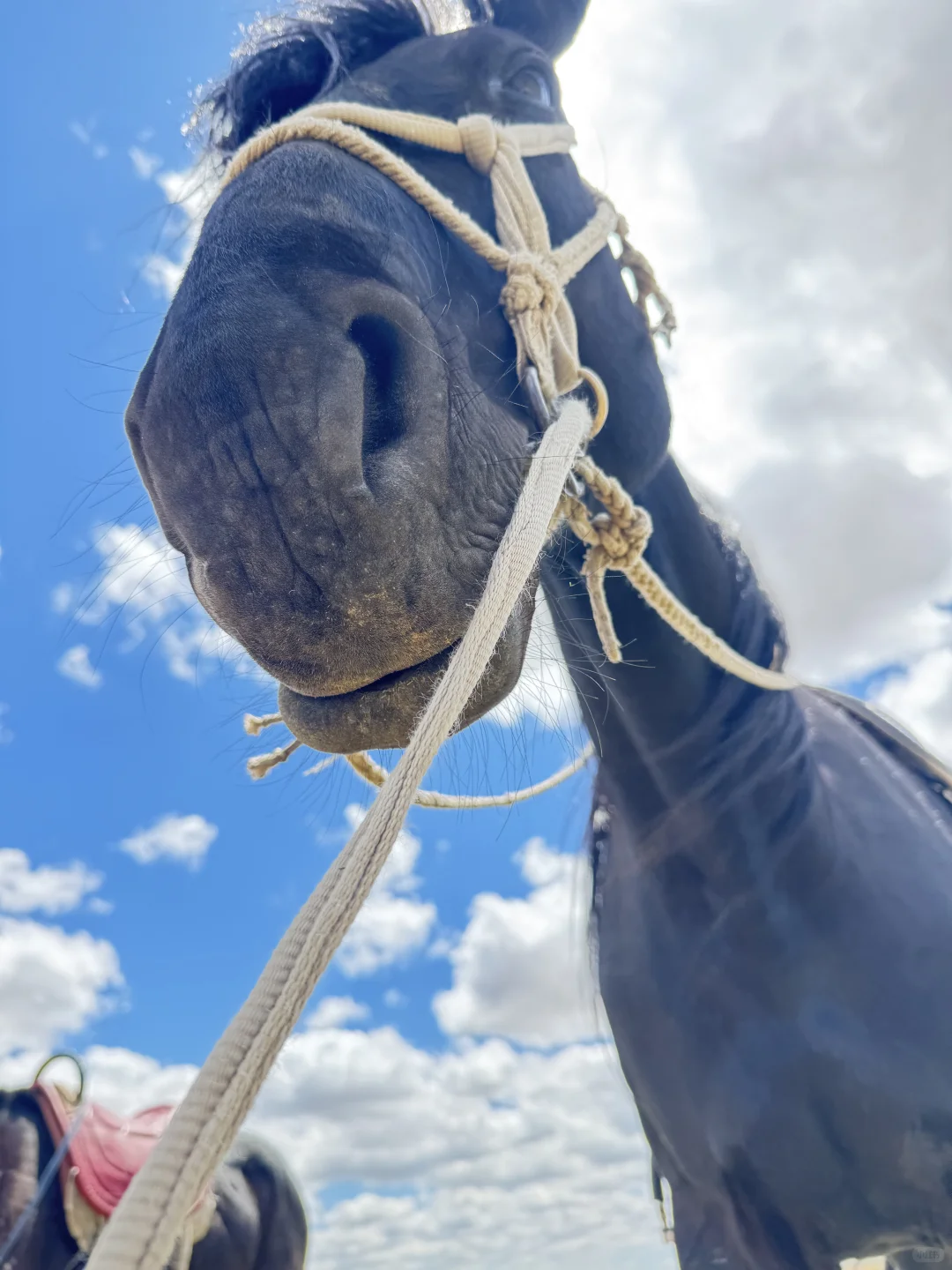 希望永远拥有出发的勇气 | 记希拉穆仁骑马