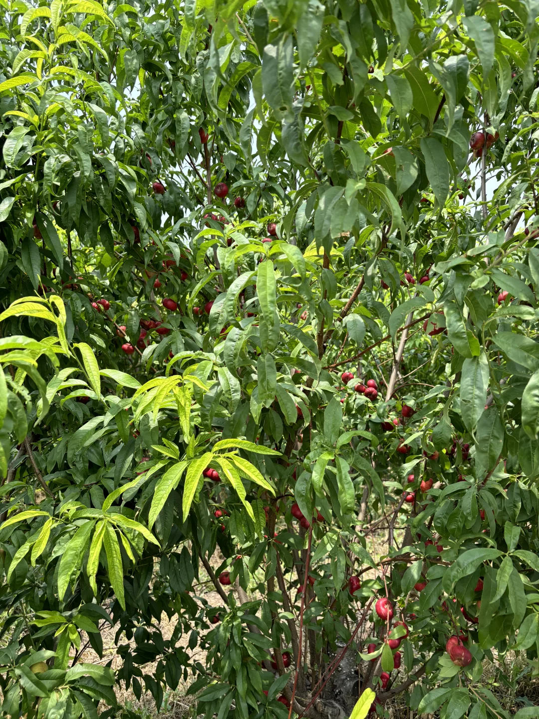 三门峡竟然有这么好看的地方！！