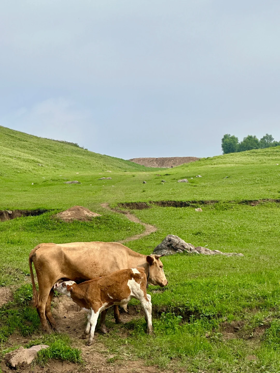 邯郸周边游：宠物友好的走马槽真的太棒啦
