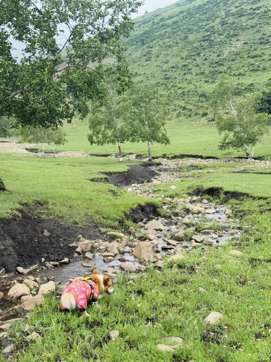 丰宁，半虎线（免费版）