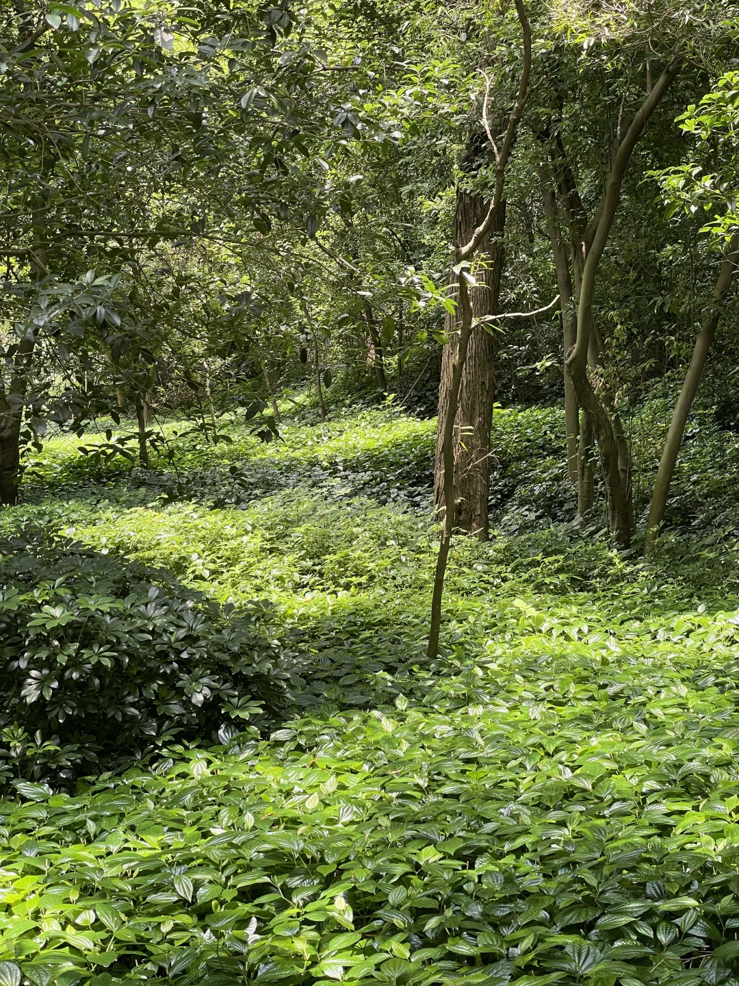 看图猜景点（柳州版）